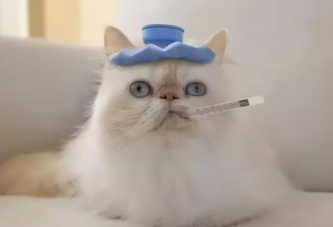 猫咪尿血吃阿莫西林颗粒症状没了,猫咪从楼上摔下来尿血该怎么止血