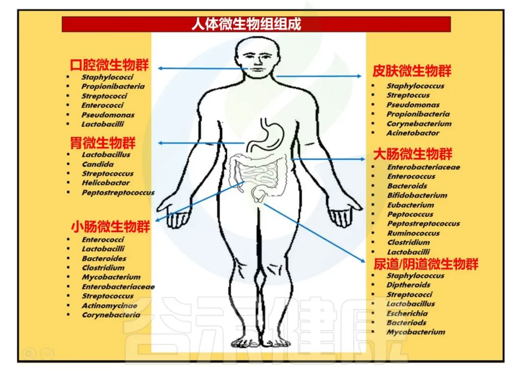 人体微生物分布,人体微生物菌群