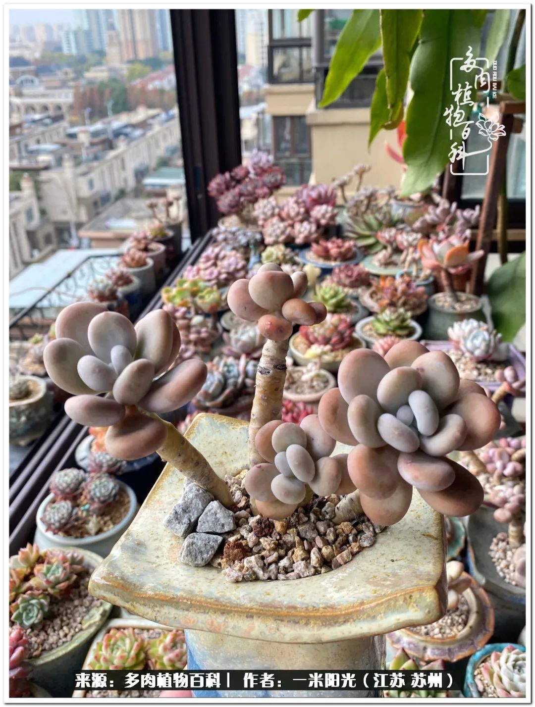 幸福就是珍惜当下所拥有的,珍惜当下所拥有的才是幸福的