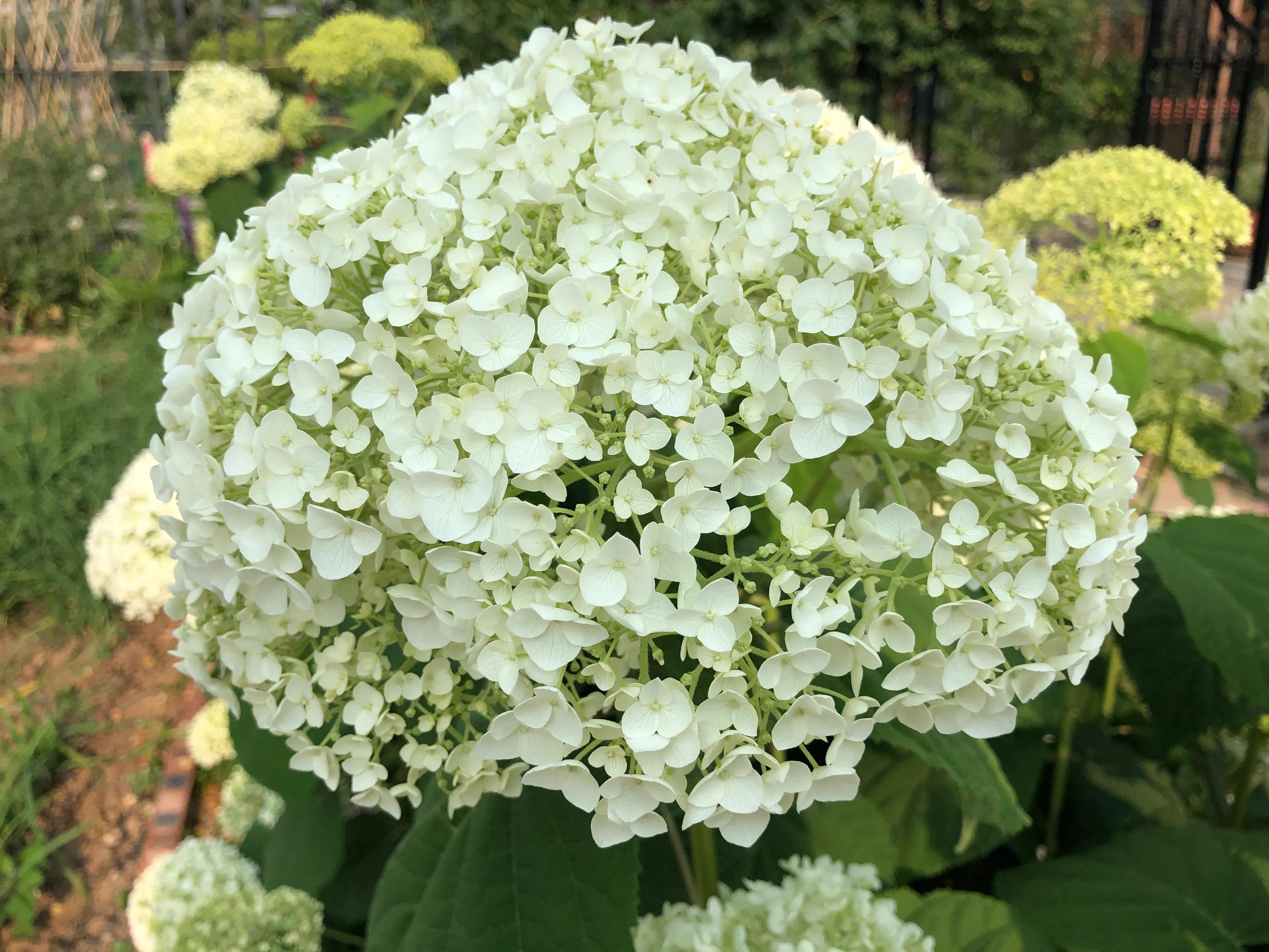 我在花园里种下种子,我在花园里种一棵小树