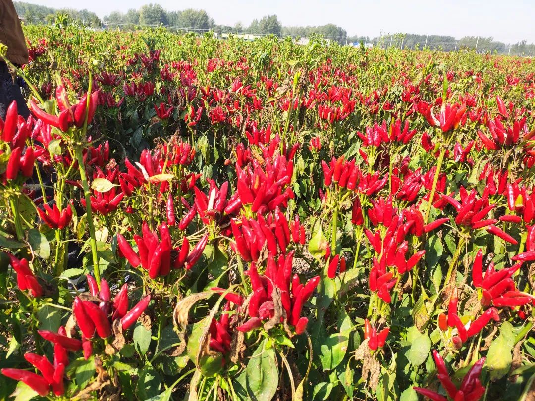 投资5000万的食品工业园,投资600亿长葛城北产业新城