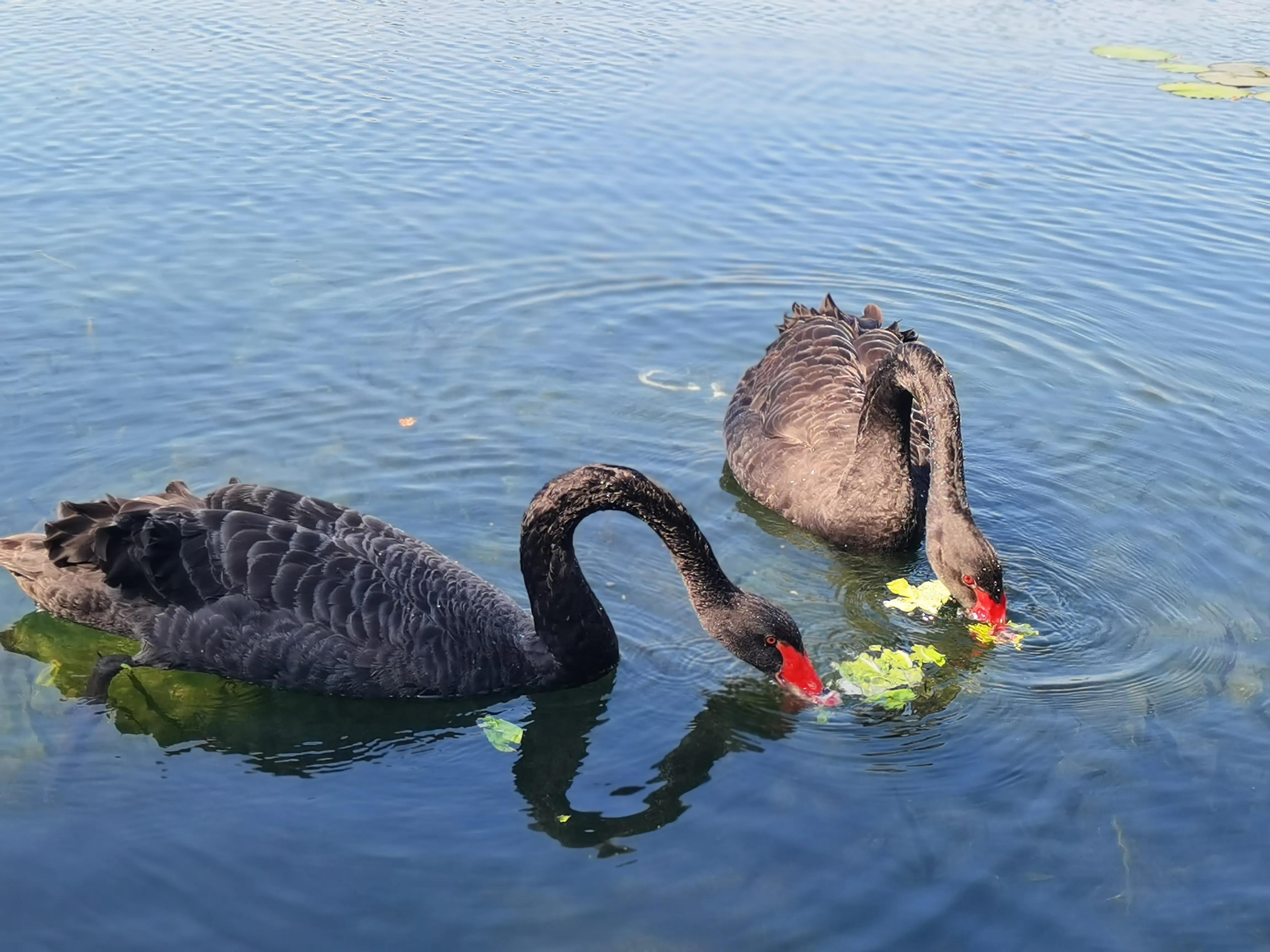 四川成都一对黑天鹅私奔,情人节黑天鹅