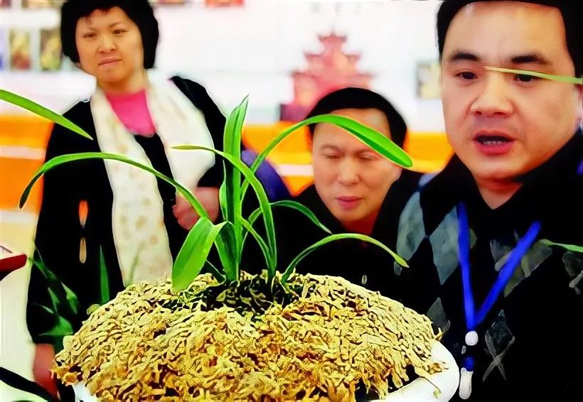 1992年贵州农民种出新品种兰花，他花1万元买下，后来怎么样了