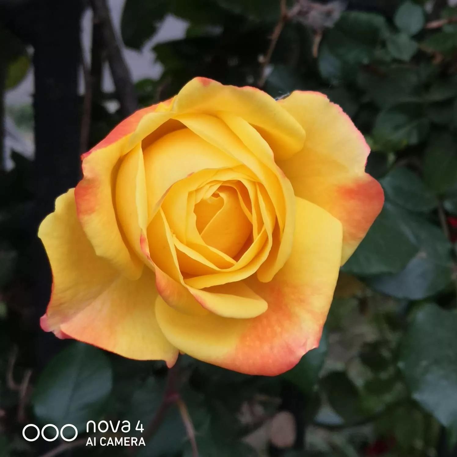 月季品种醉花,月季品种大全及图片欣赏