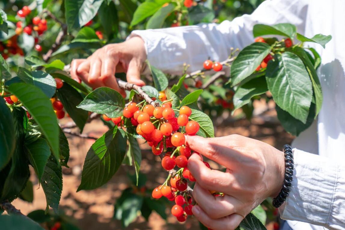 樱桃采摘园樱桃能直接吃吗,大樱桃采摘节吃法