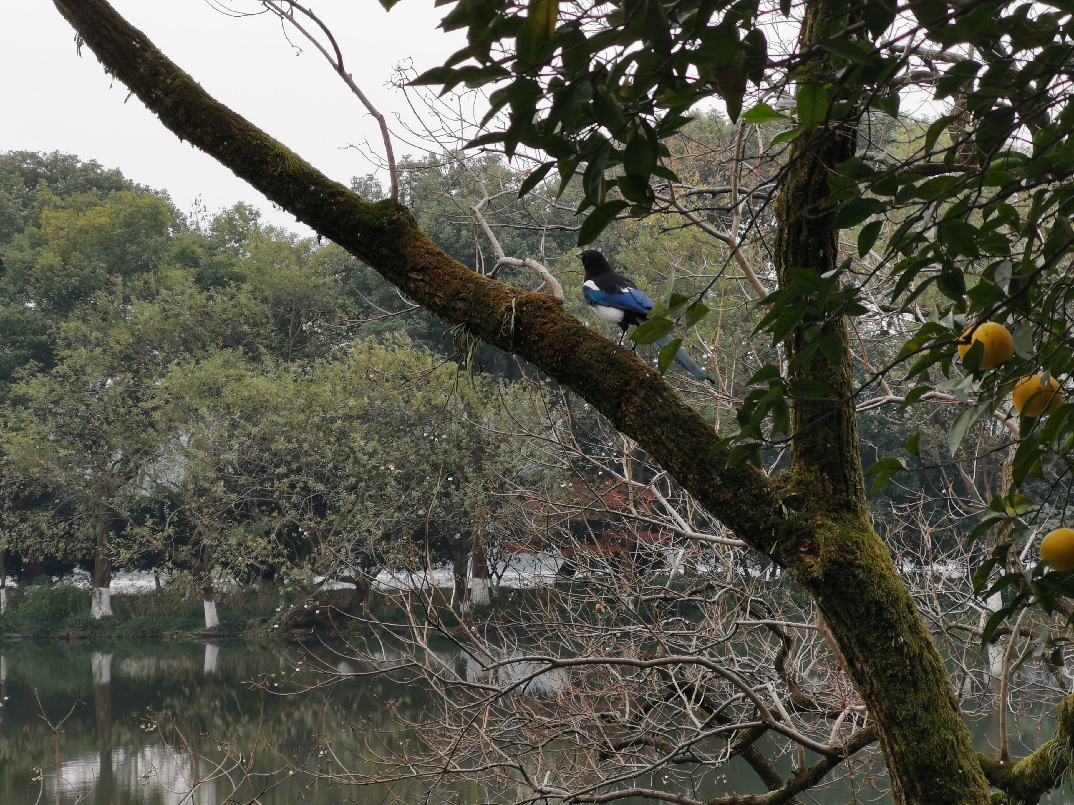 杭州风景的浪漫和苏锡的内敛
