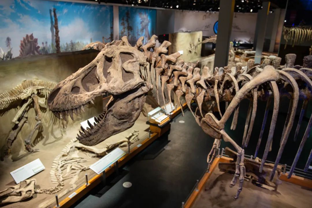 世界顶级自然博物馆,世界四大自然博物馆