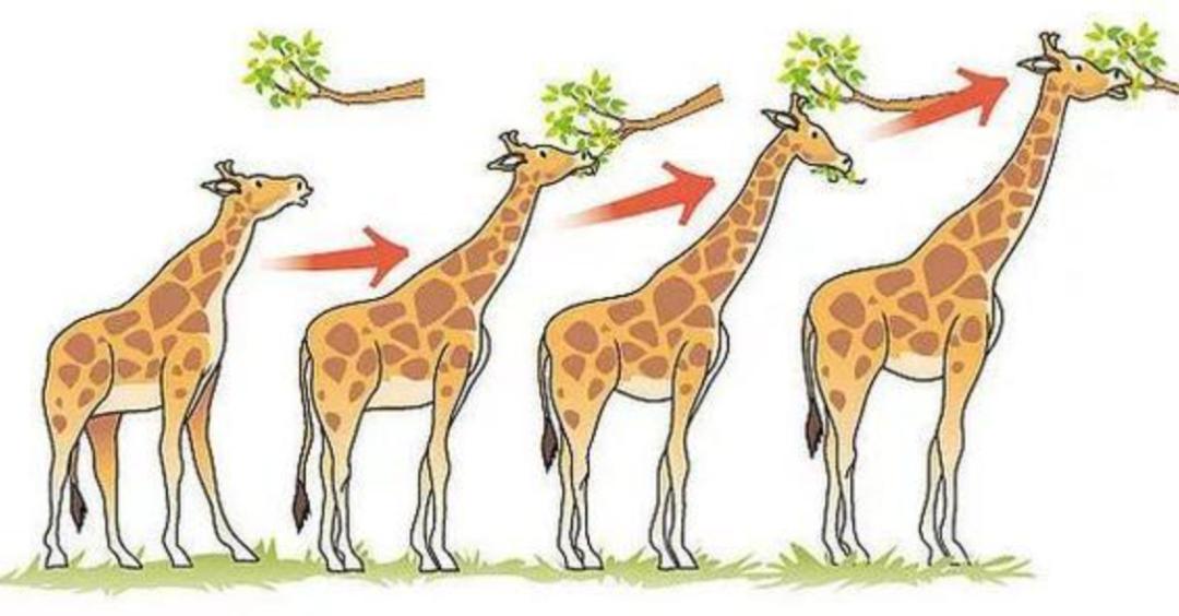 长颈鹿踢飞狮子,狮子偷袭长颈鹿长颈鹿使出杀手锏