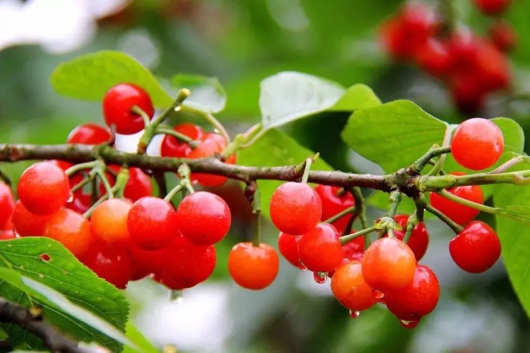 3月昆明踏青好去处,昆明周边游玩春天看花好去处