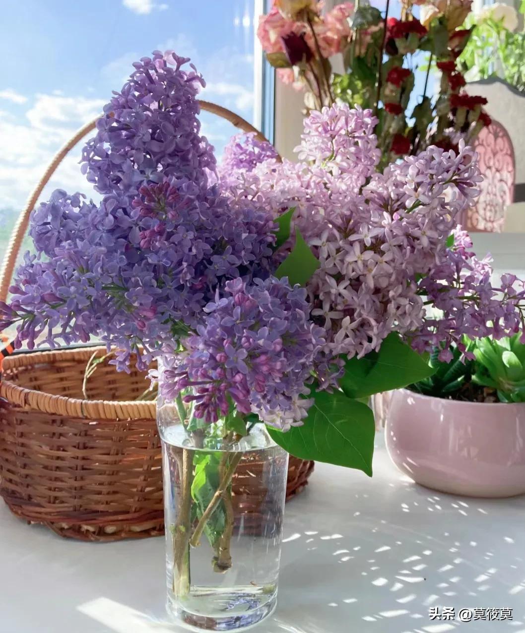 贵州省的省花叫什么名,贵州各个县的县花