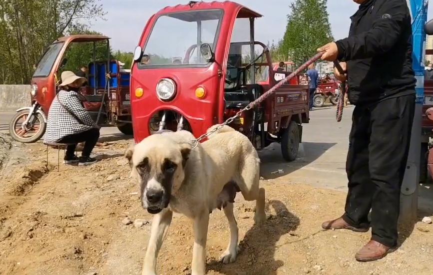 陕西小狗泰迪售卖,宝鸡大型猛犬出售