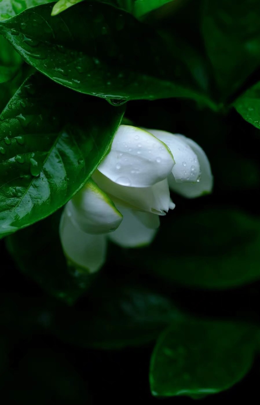 写给幸福的经典散文,幸福其实很简单随笔散文