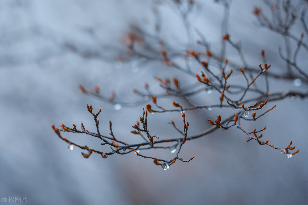 春雨诗句古诗一年级,关于春雨的古诗句五个字