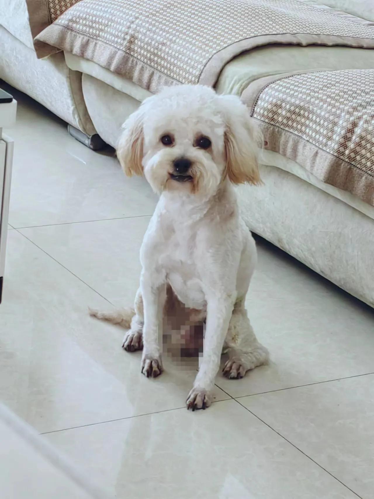 小小说狼和狗,小小说狗眼看人低