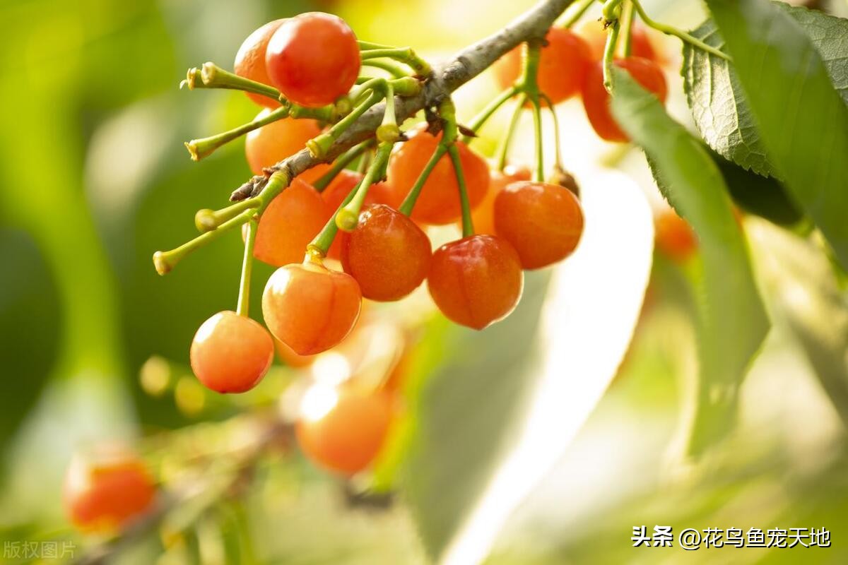 国内大樱桃和车厘子哪个好吃,车厘子和大樱桃哪个好吃些