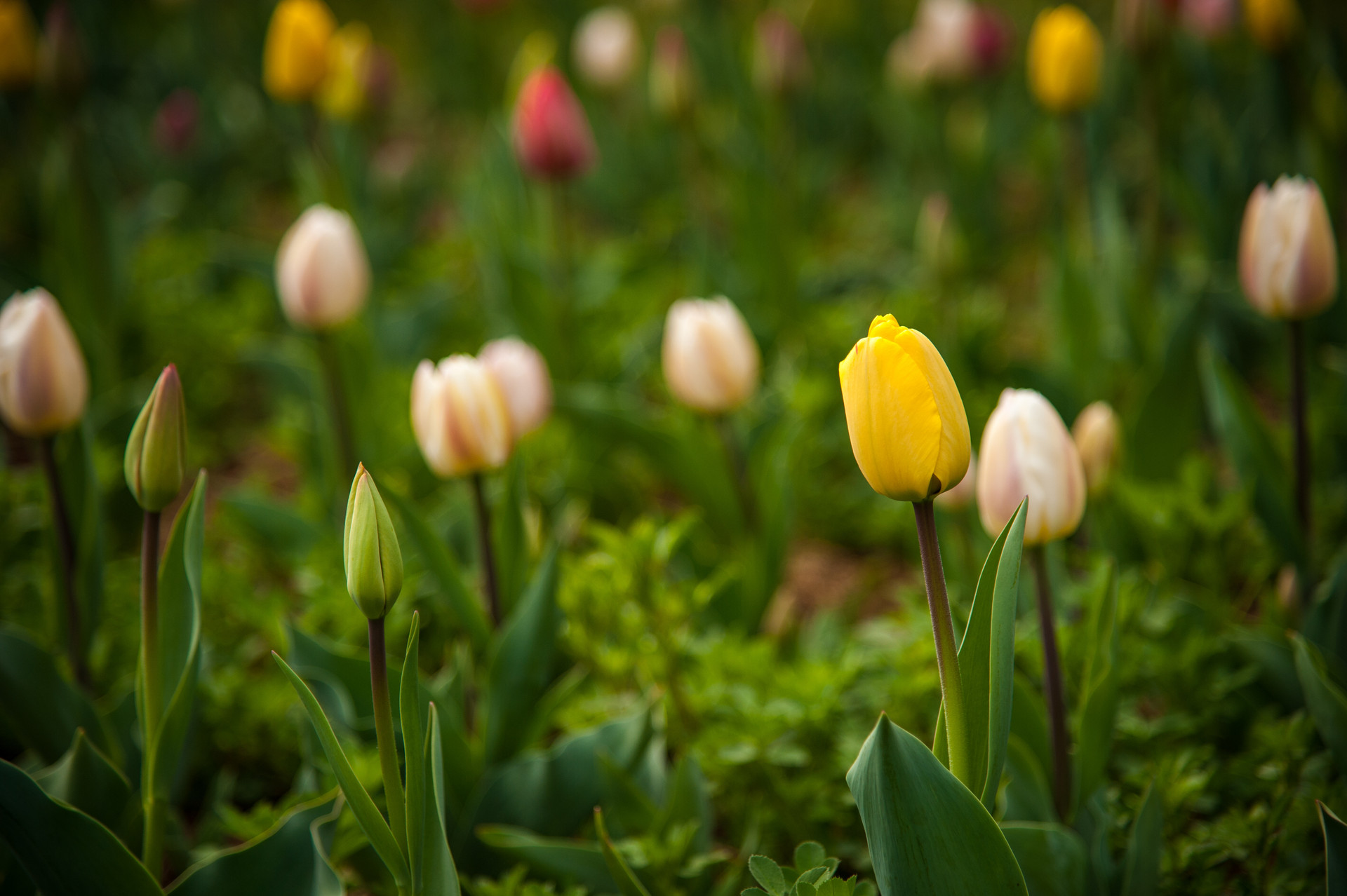 一个人说话的音量暴露了他的层次,一个人说话的音量暴露了他的修养