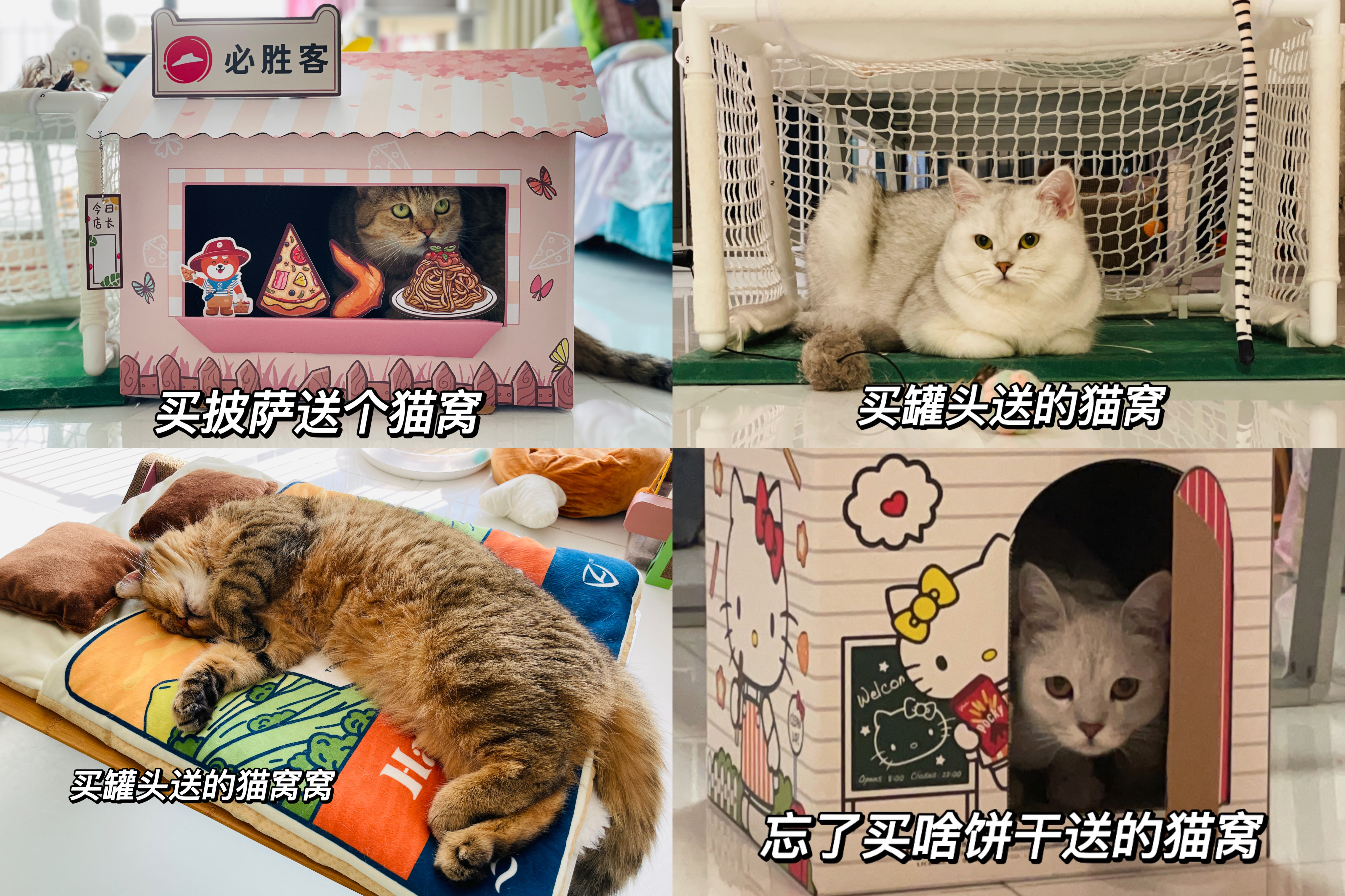 第一次养猫要注意什么新手必知,家庭养猫必备知识大全