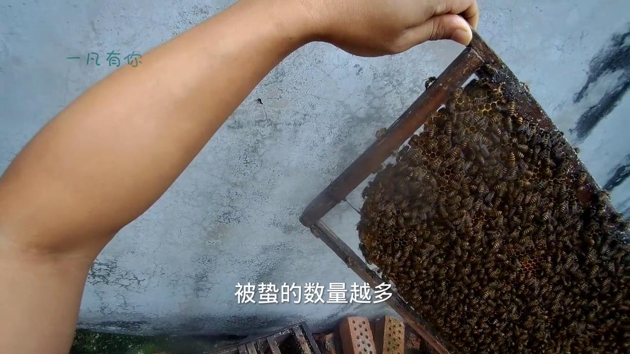 如何判断是否对蜂毒过敏,被蜂蛰了过敏严重怎么办