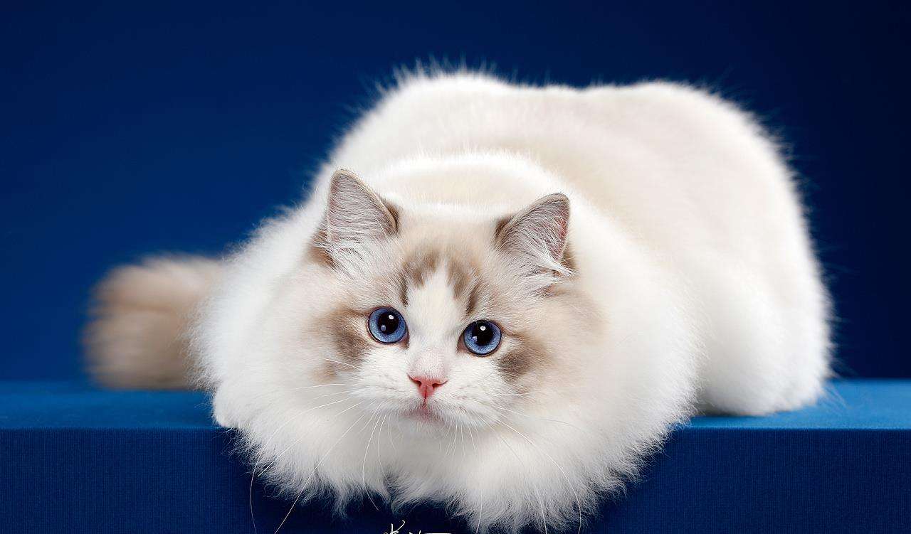 这六只猫你们第一眼喜欢哪一个,这6种猫脾气很好