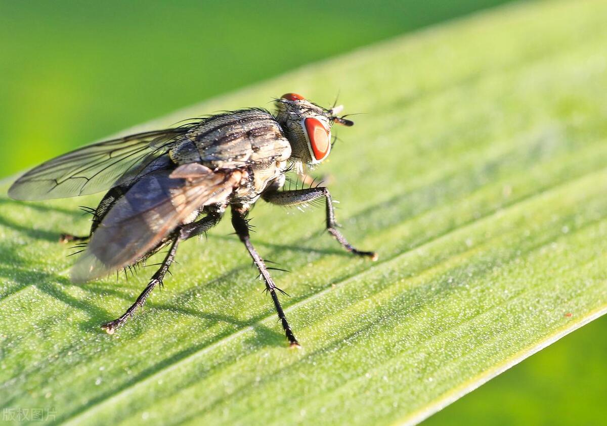餐饮店苍蝇怎么消灭最彻底最有效,养殖场苍蝇怎么消灭最有效