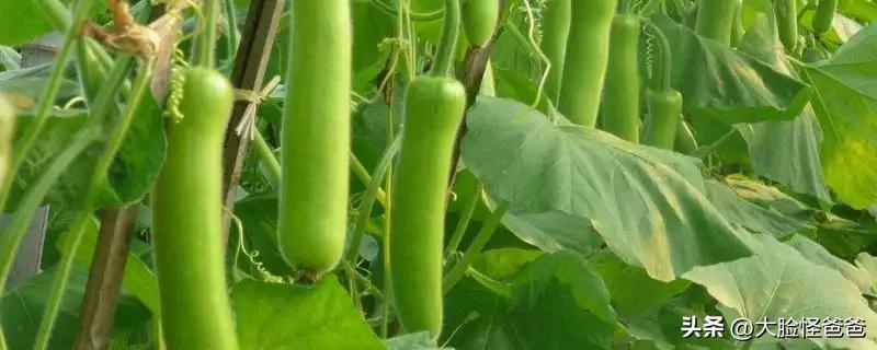 最早记载盘瓠的神话,盘瓠神话是什么神话