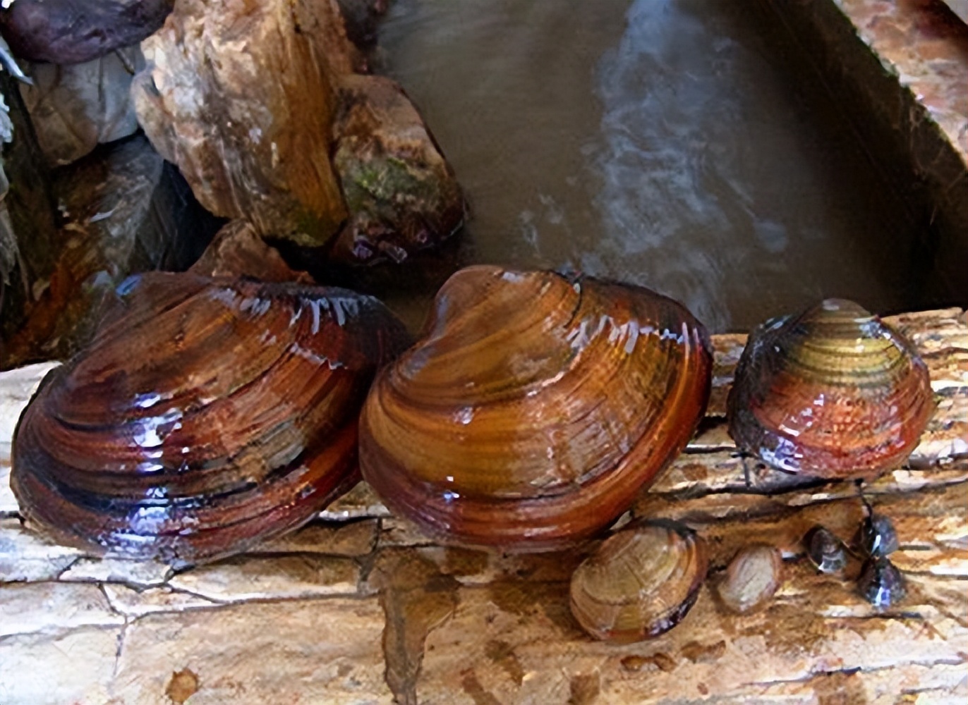 正在消失的河鲜图片,正在消失的河鲜排名