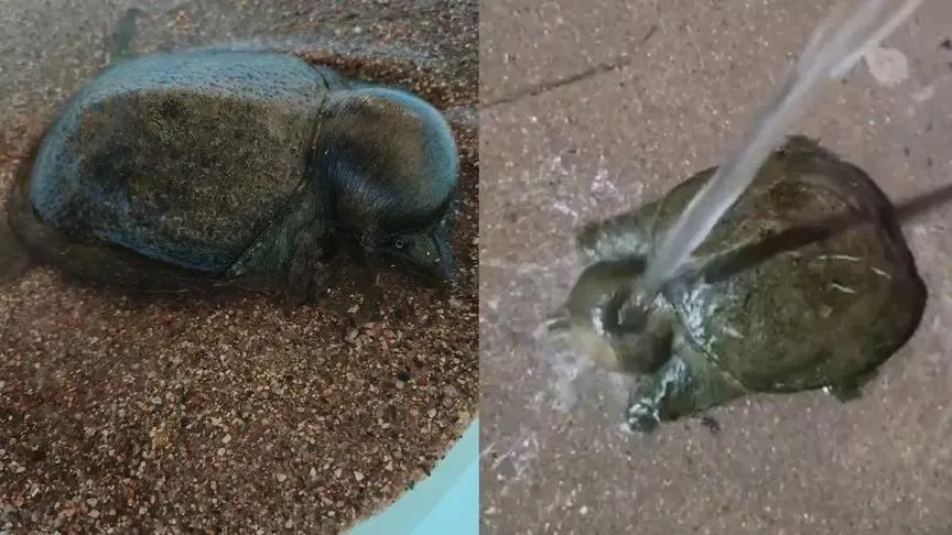 甲鱼被蚊子咬了会死科学解释,甲鱼被蚊子叮头肿成球求助
