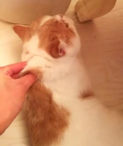 猫咪得了尿闭最快的解决办法,猫咪尿闭后尿失禁会持续多久