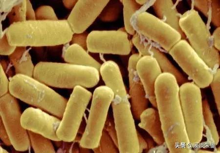 苏云金杆菌杀虫剂对蜜蜂有害吗,苏云金芽孢杆菌对蜜蜂有害吗