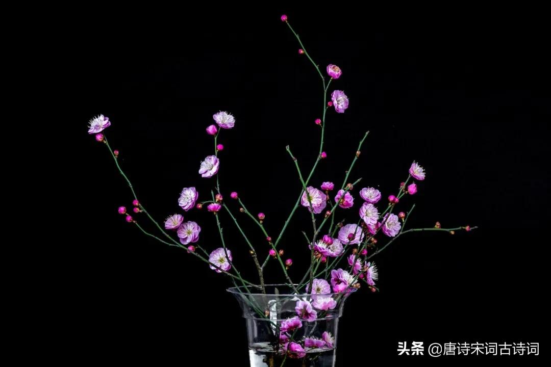 插了梅花便过年摄影作品,插了梅花便过年文案