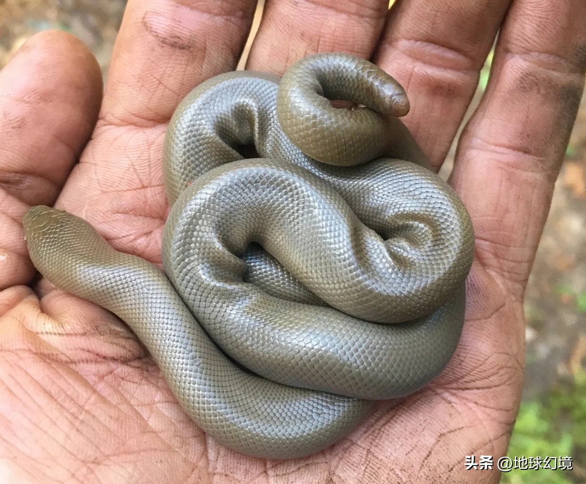 21张罕见动物照：凶狠浣熊攻击鳄鱼，巨大水蛭缠腰一圈