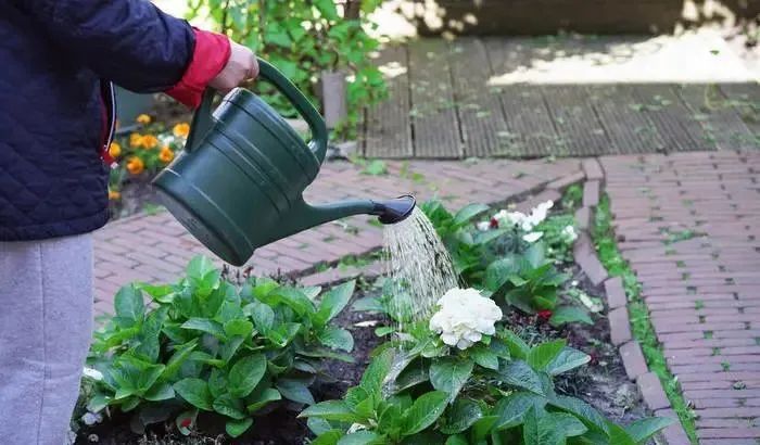 兑水浇花怎么不烂根,不管什么花勤浇水就没错