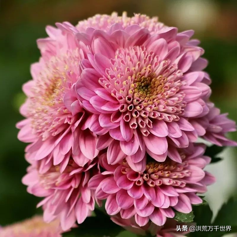 中国十大稀有珍贵菊花品种图片,一年四季开花的菊花有哪些品种