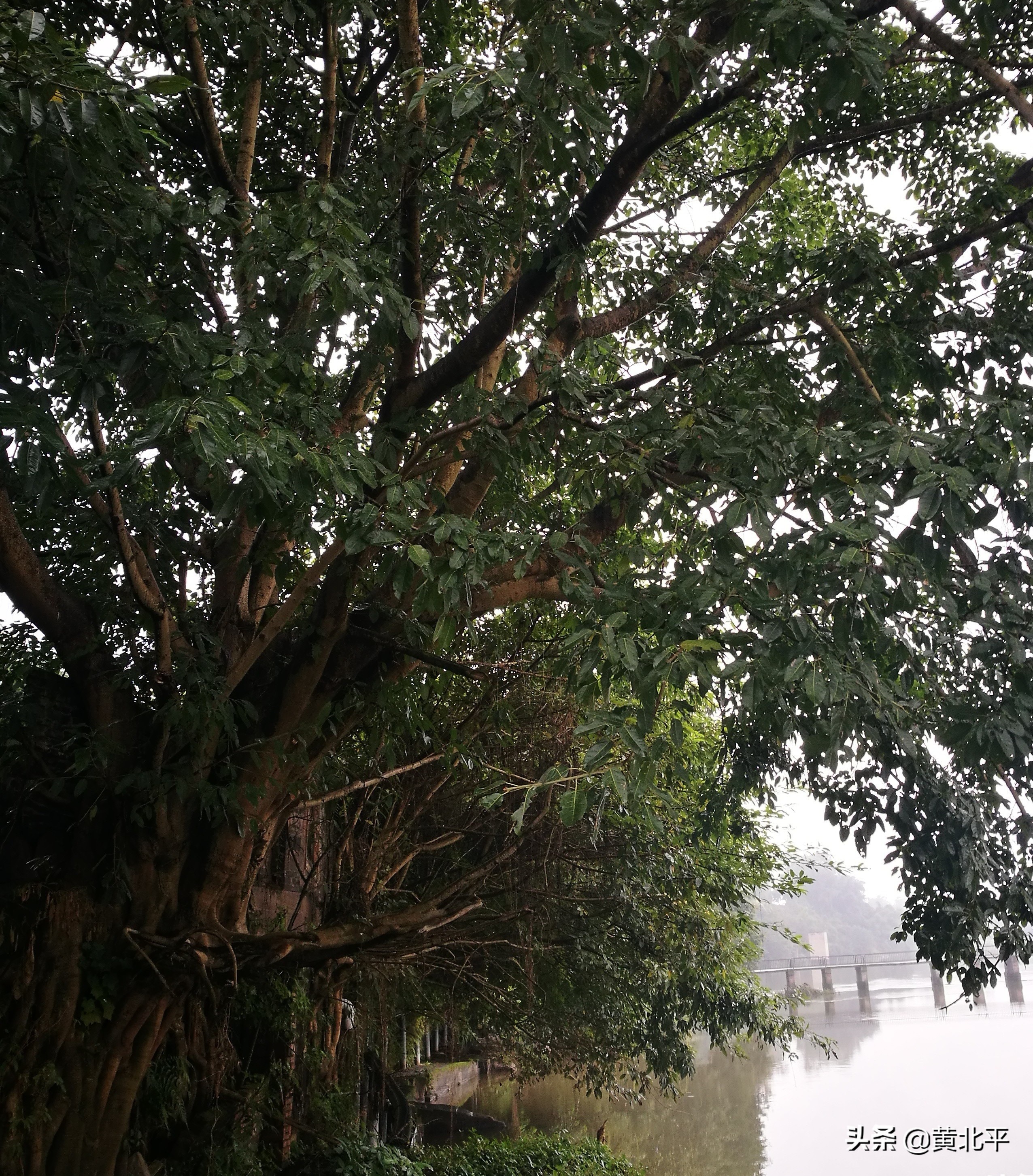 重庆荣昌的镇,重庆荣昌古镇图