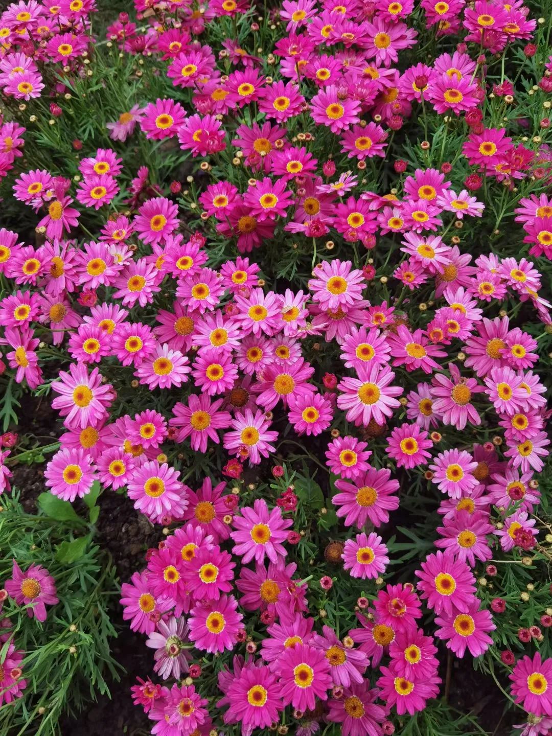 必去的花溪公园,假期余额不足游玩依旧火热