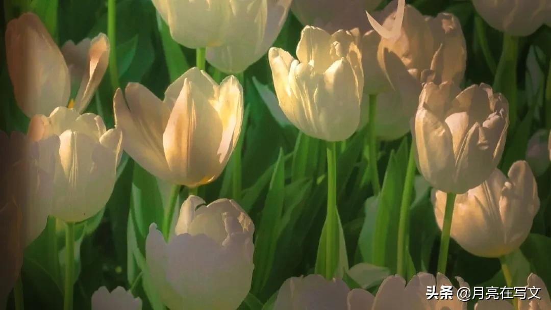 你的微信里有这样的好友吗,有个很会发朋友圈的好友