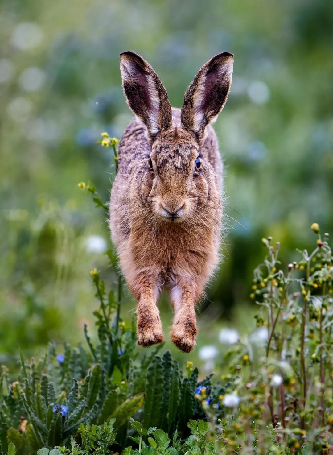鼠兔在血缘上更接近鼠还是兔,鼠兔更像什么属相