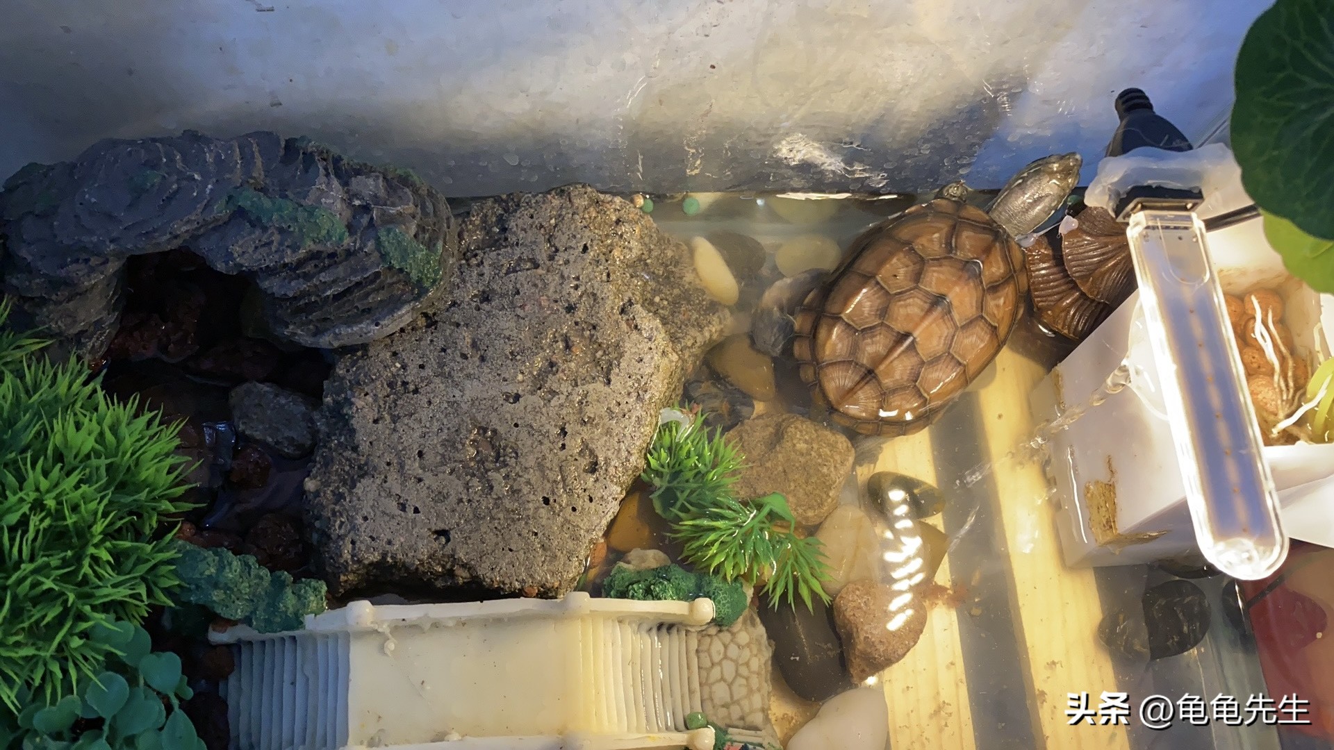 新手养龟入坑指南陆龟,新手避坑养蟹指南