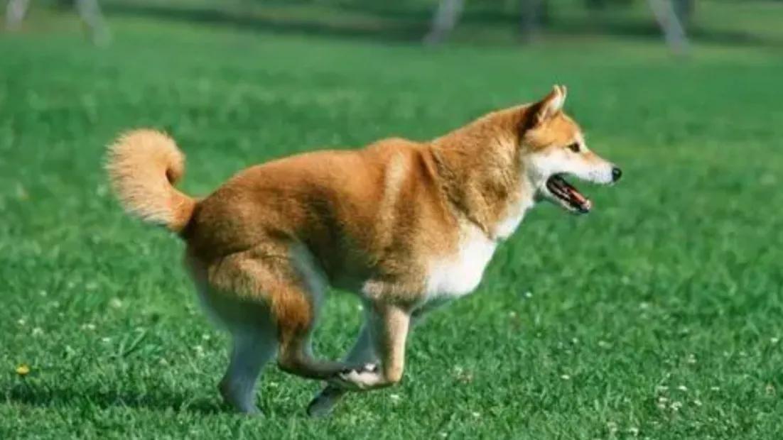 夏天狗狗容易得的疾病,夏天狗狗容易长什么虫