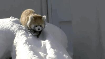 大熊猫真的安全了吗,大熊猫安全性能