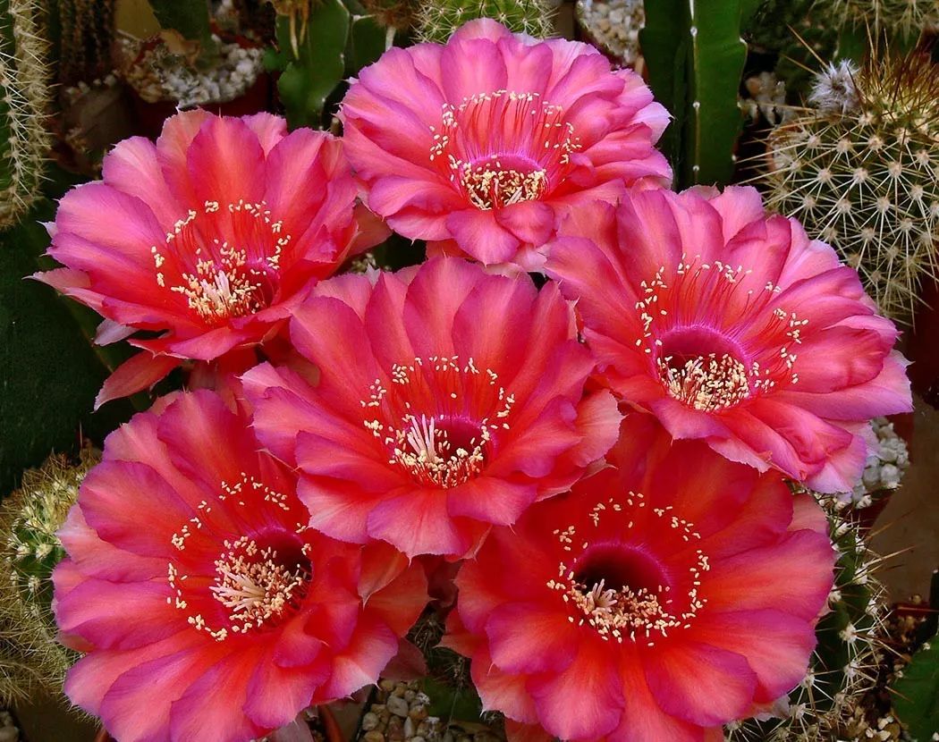 200种·仙人球开花图鉴，大开眼界，美到爆