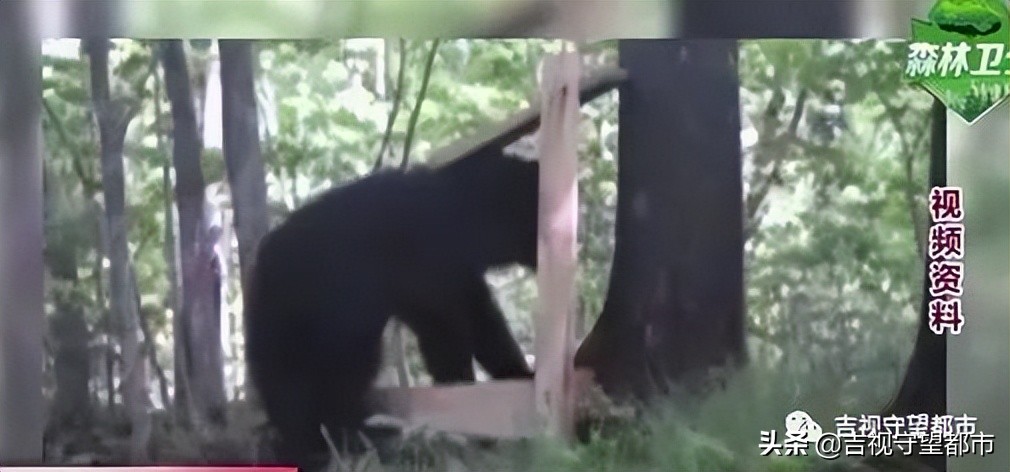 开车遇到行人鸣笛不礼让怎么办,开车遇到熊拦路