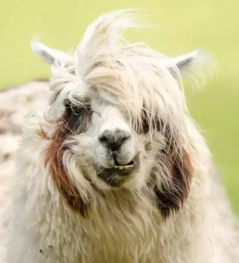 感觉当“水鱼”了😂，手机绑定百元套餐使用3年，送电动车！