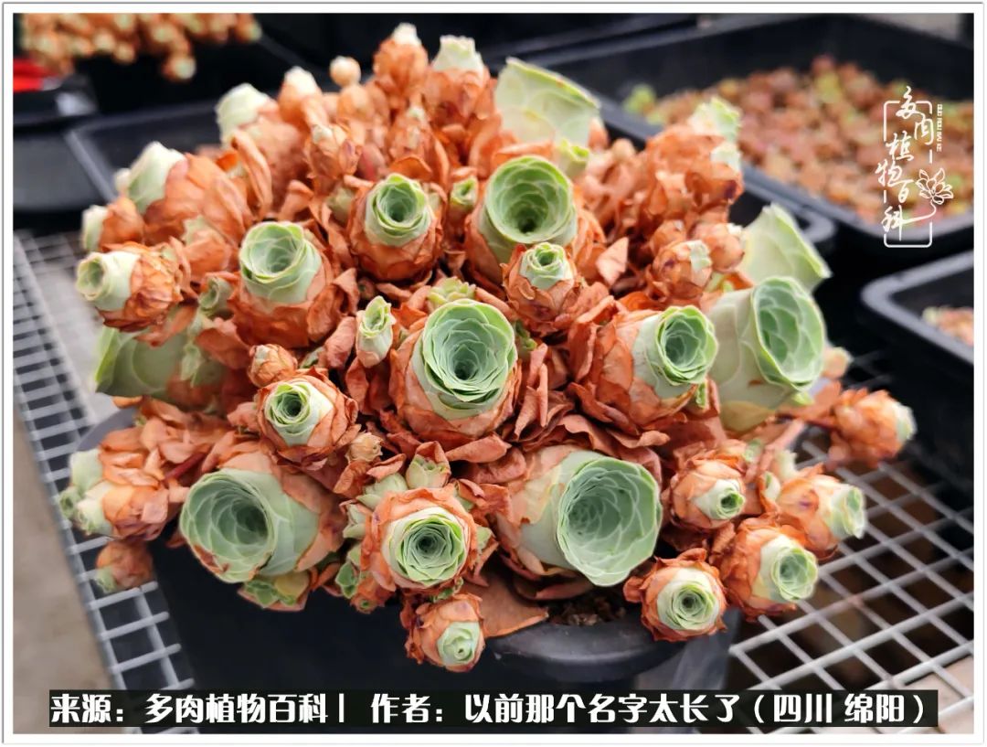 夏天山地玫瑰,小清新山地玫瑰