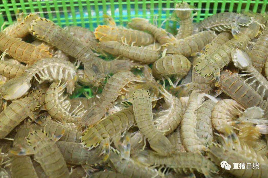 封海倒计时威海海鲜涨价了吗,封海前后海鲜价格对比