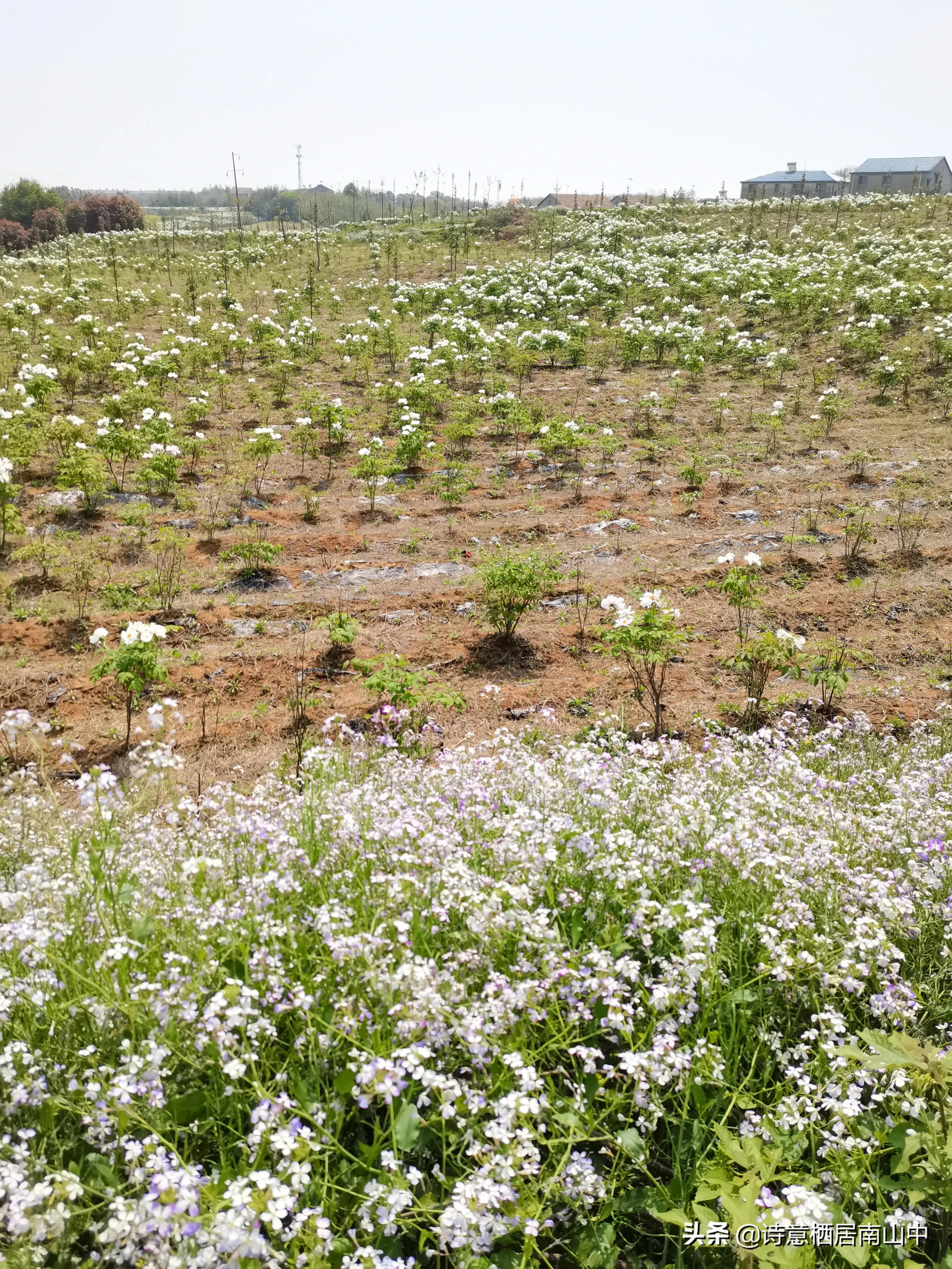 江夏鲁湖湿地公园,江夏金口鲁湖梦里田园