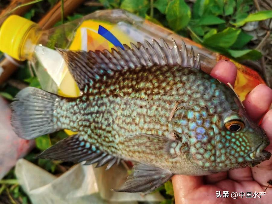 水生外来物种入侵防控工作方案,水生动物防疫