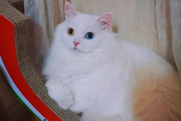 山东狮子猫有矮脚的吗,山东狮子猫帅不帅凶不凶