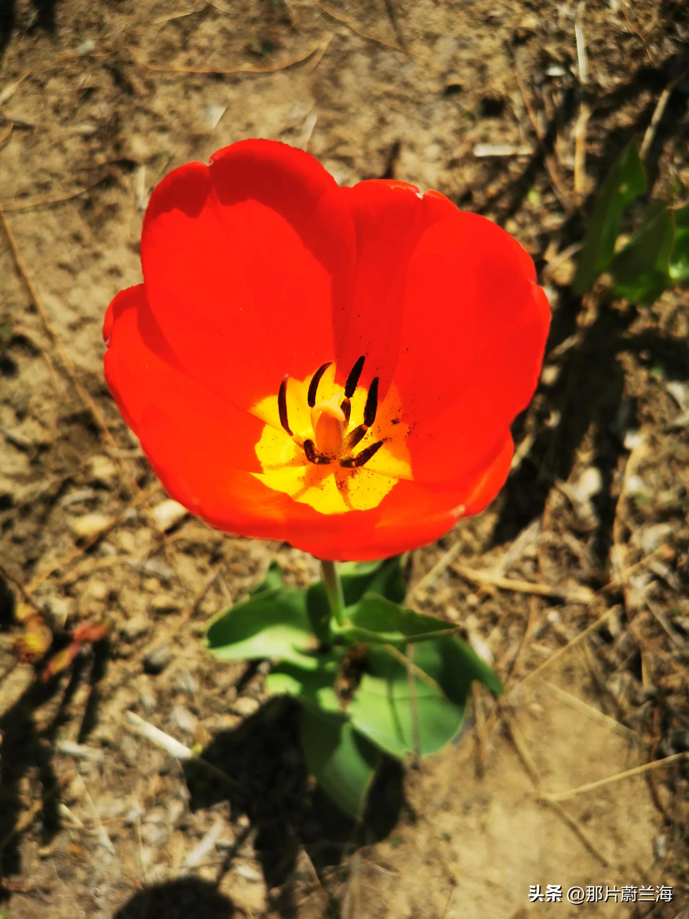 郁金香的花语最浪漫的,郁金香浪漫花语