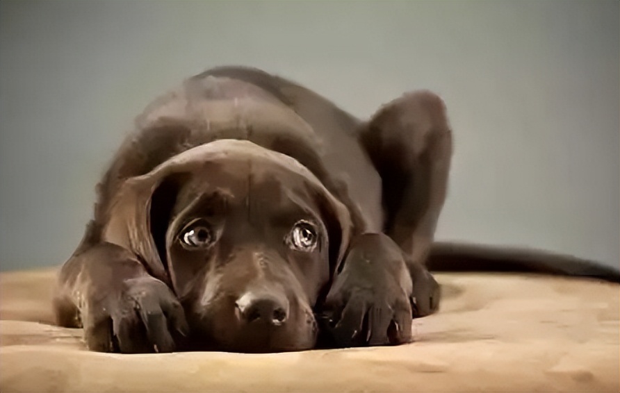 偶尔一两天不遛狗可以吗,不遛狗会导致长不大吗